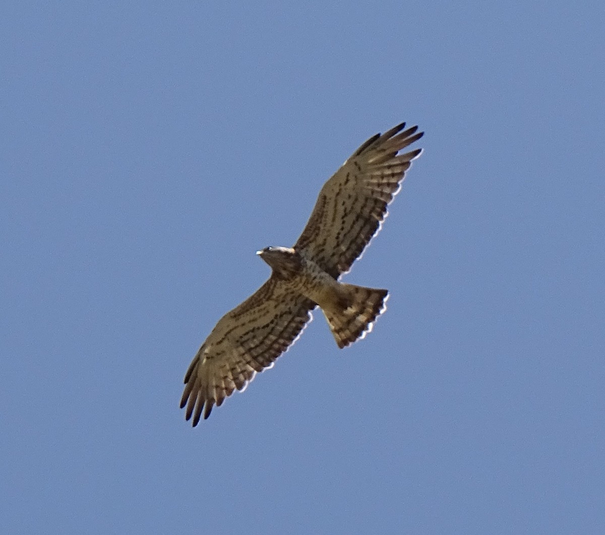 חיוויאי הנחשים - ML638972442
