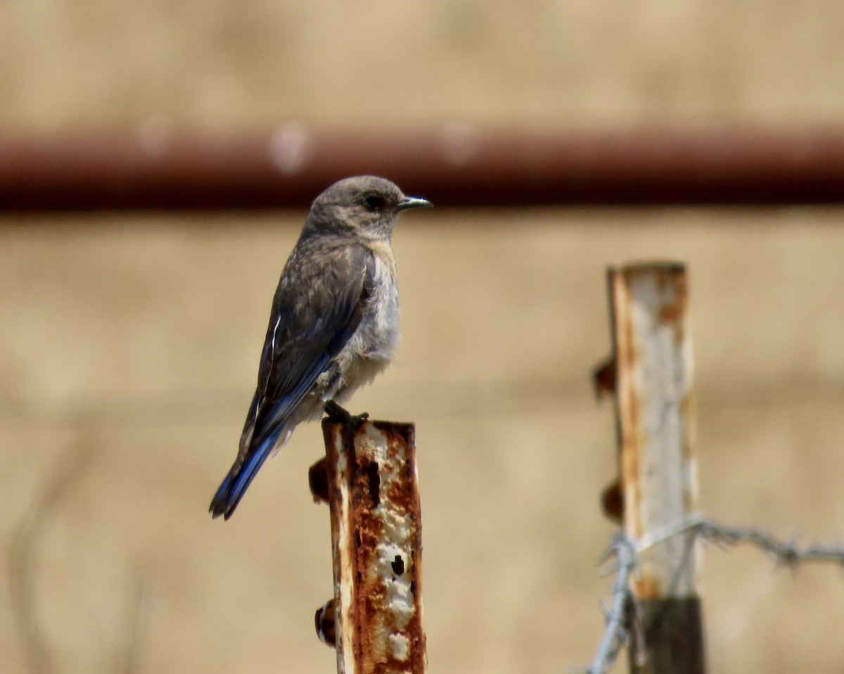 Western Bluebird - ML638972443