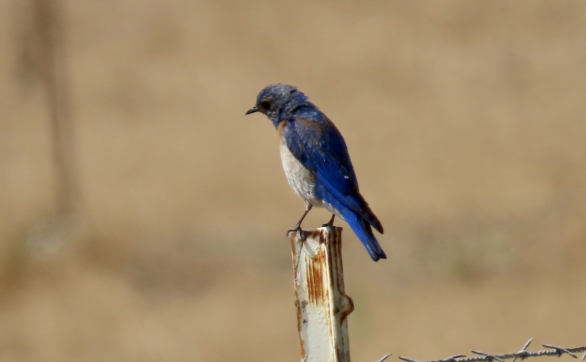 Western Bluebird - ML638972444