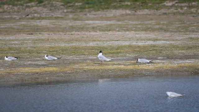 Mediterranean Gull - ML638972455