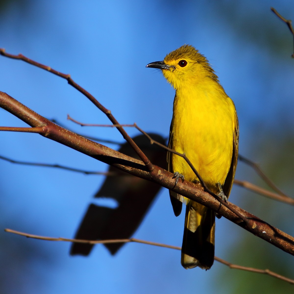 Yellow-browed Bulbul - ML638972502