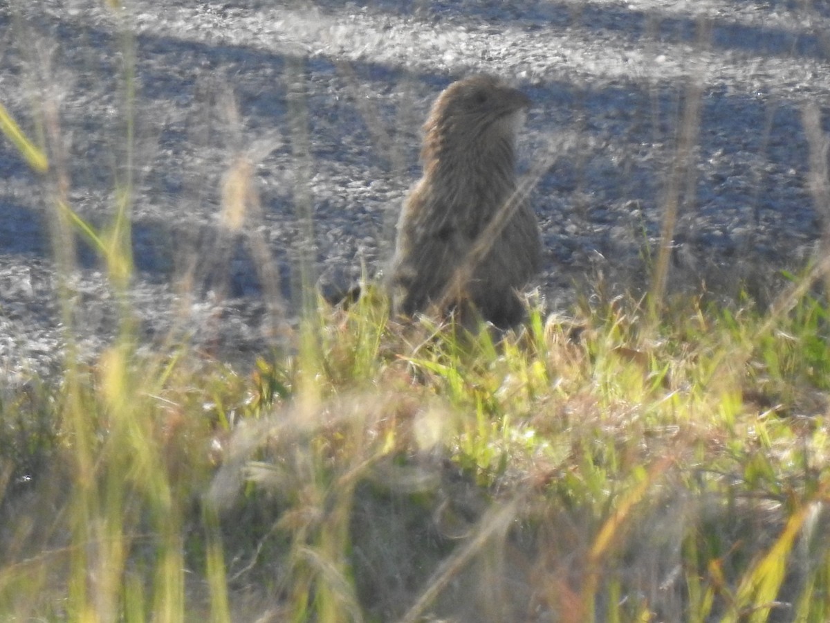 Pheasant Coucal - ML638972517