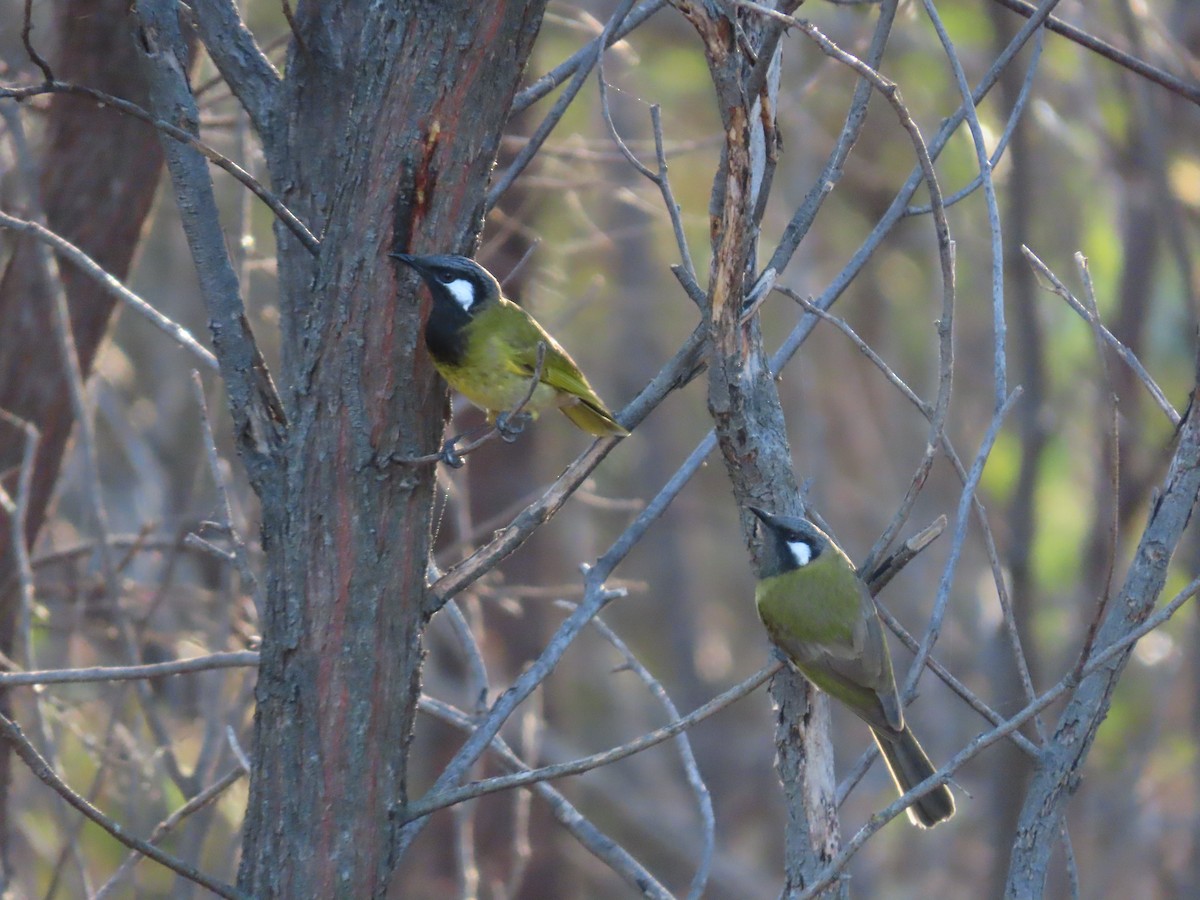 White-eared Honeyeater - ML638972539