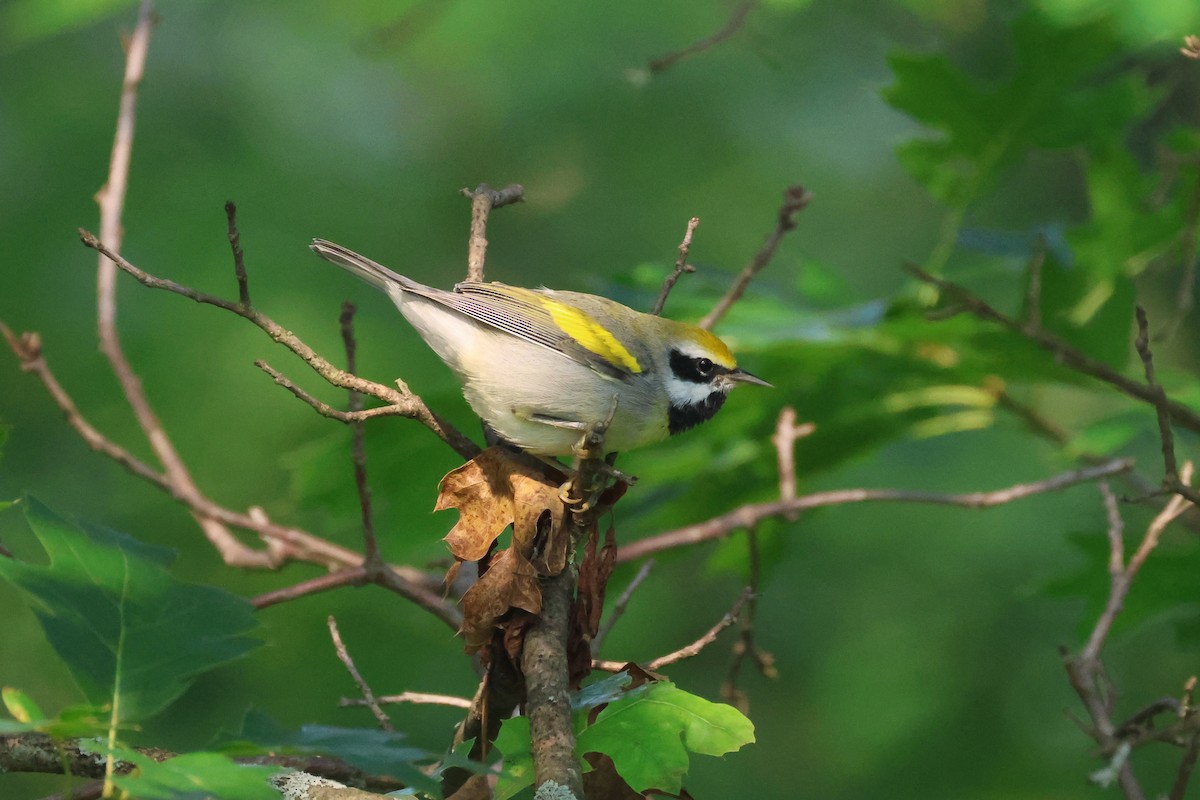 Golden-winged Warbler - ML638972541
