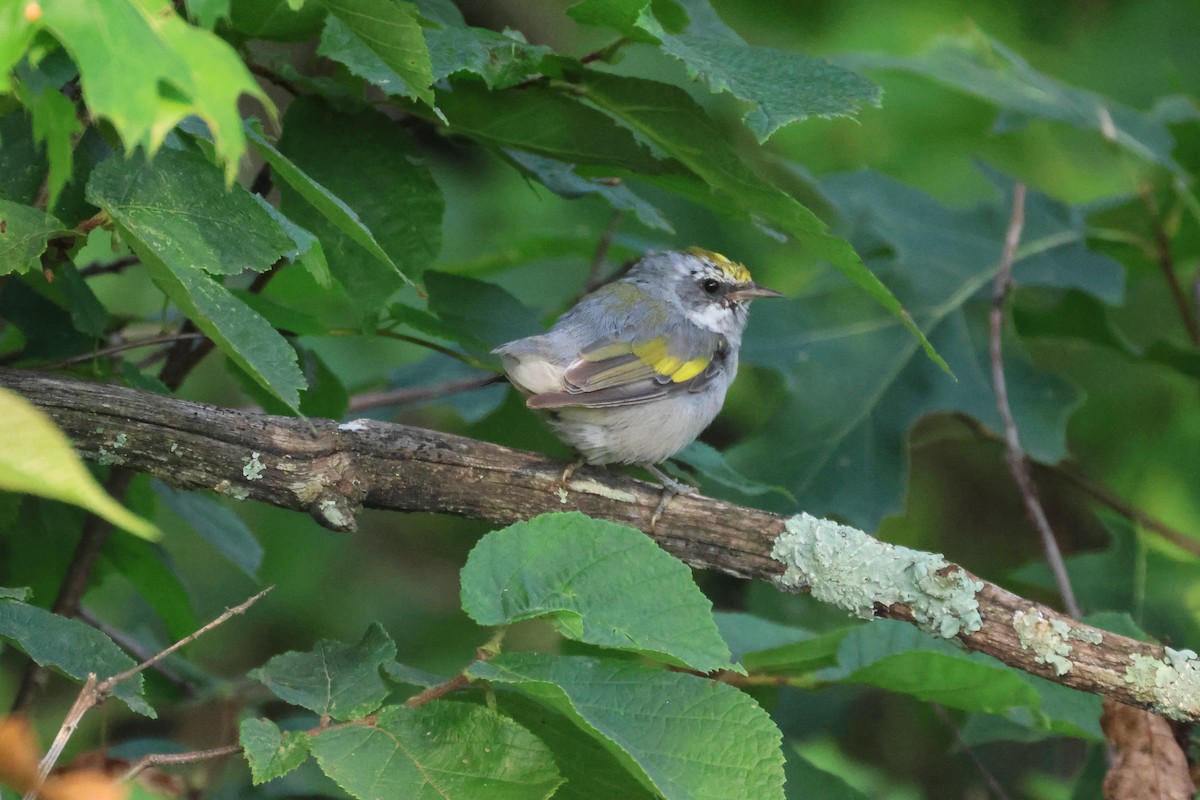 Golden-winged Warbler - ML638972542