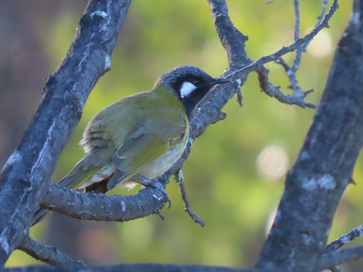 White-eared Honeyeater - ML638972544