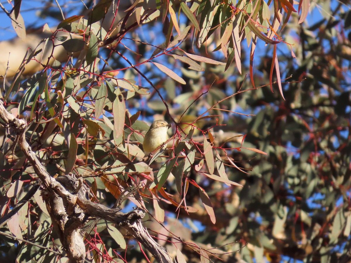 Weebill - ML638972581