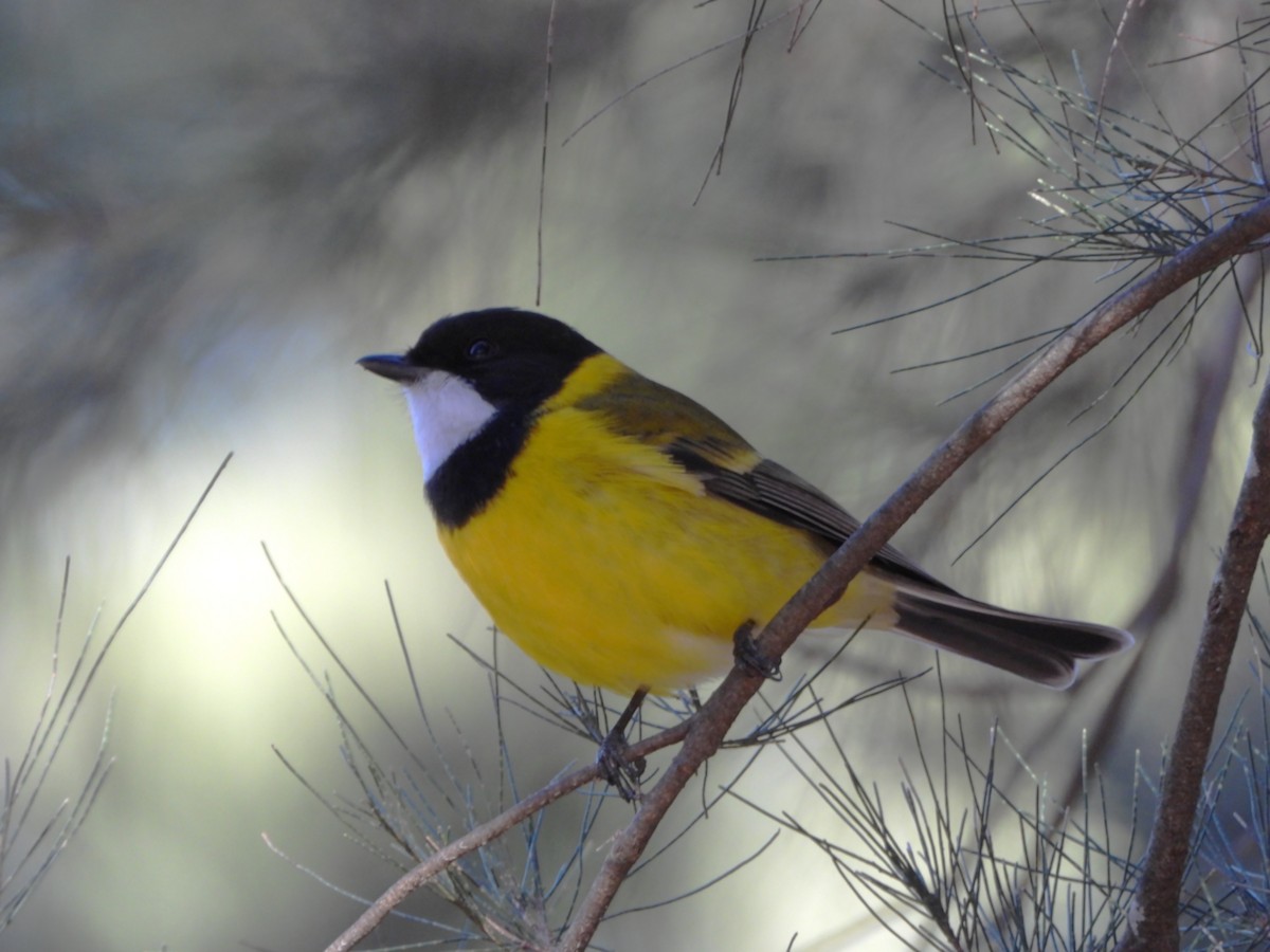 Golden Whistler - ML638972595