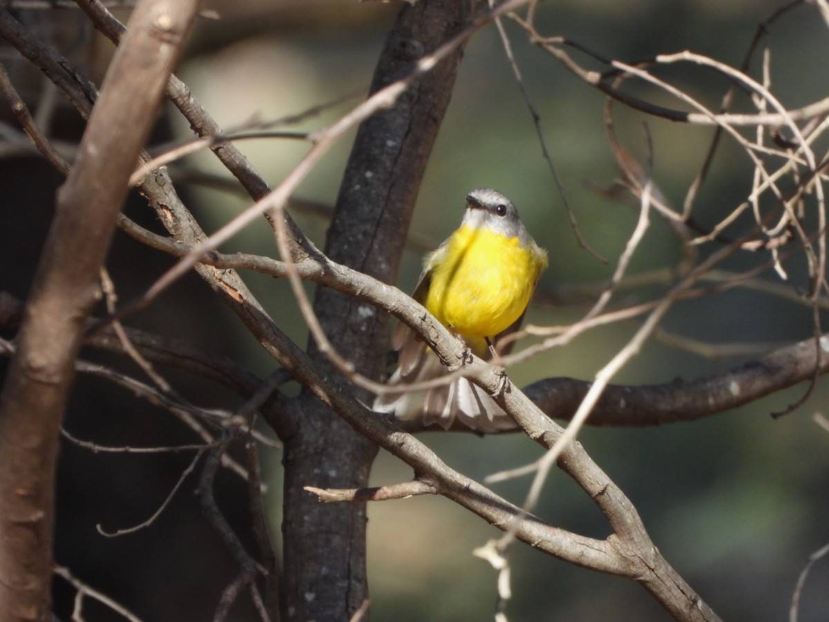 Eastern Yellow Robin - ML638972598