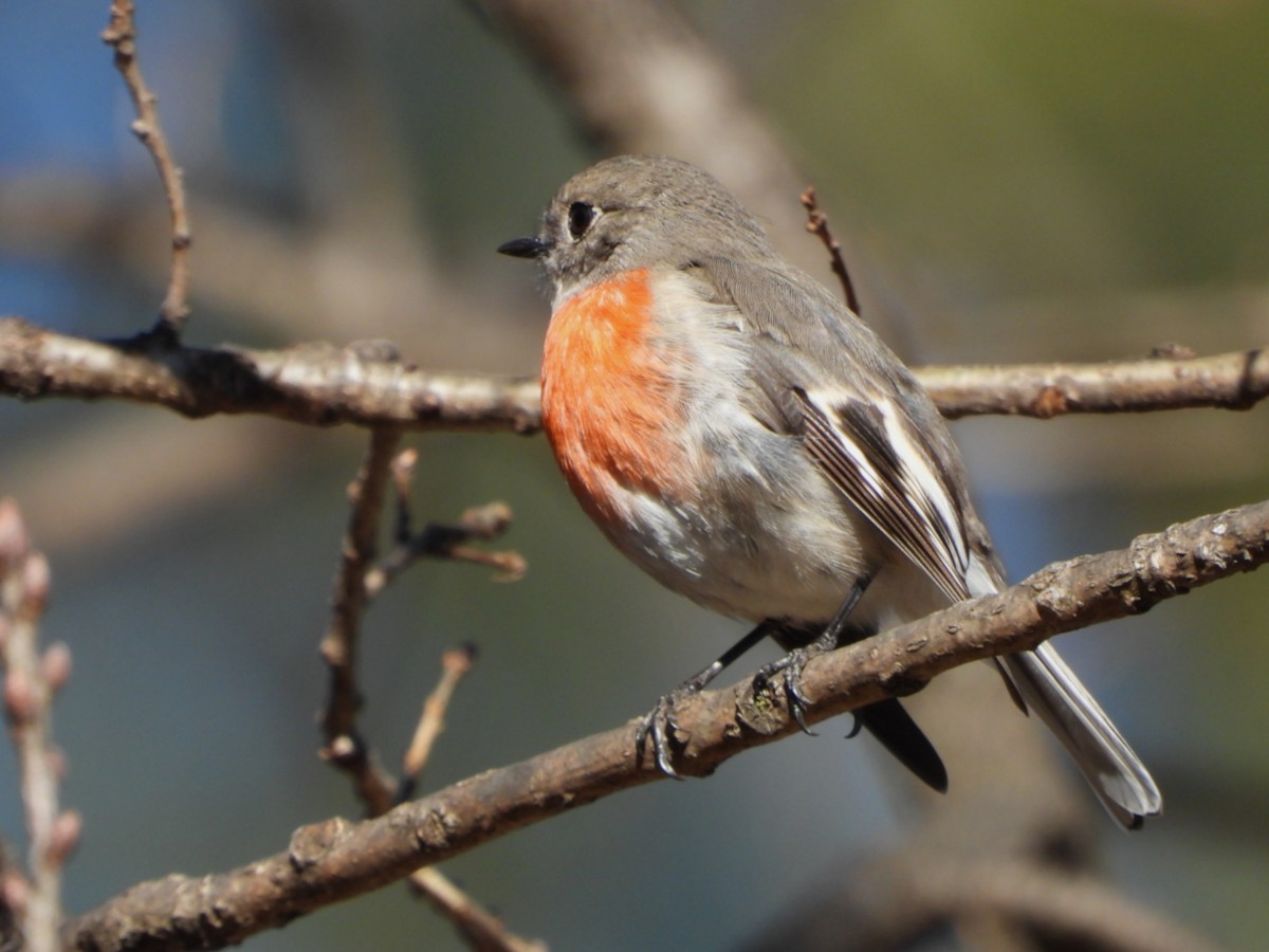 Scarlet Robin - ML638972600