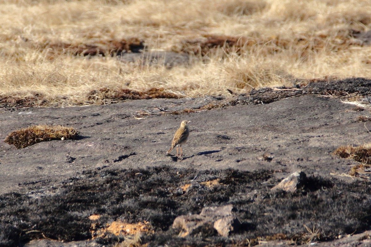 Nilgiri Pipit - ML638972612