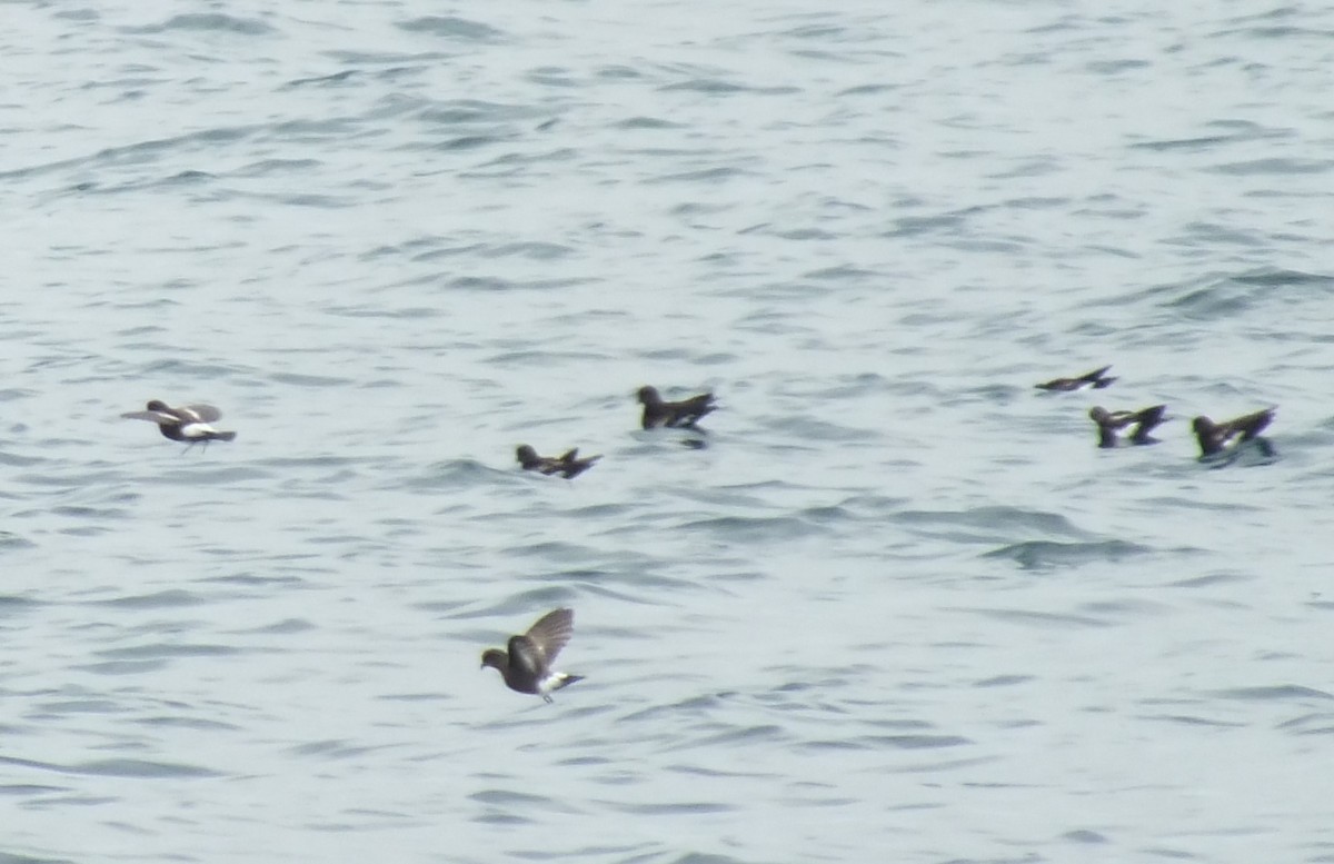 Pincoya Storm-Petrel - ML638972617