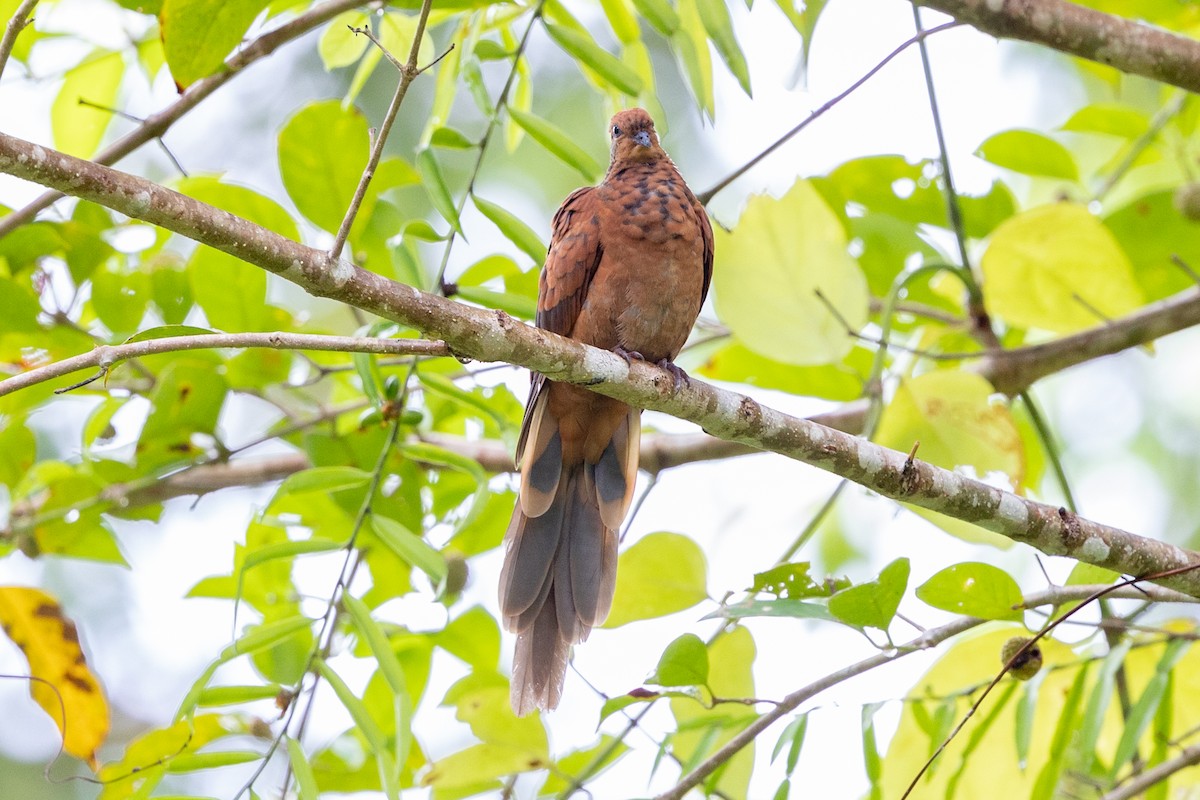 Little Cuckoo-Dove - ML638972629