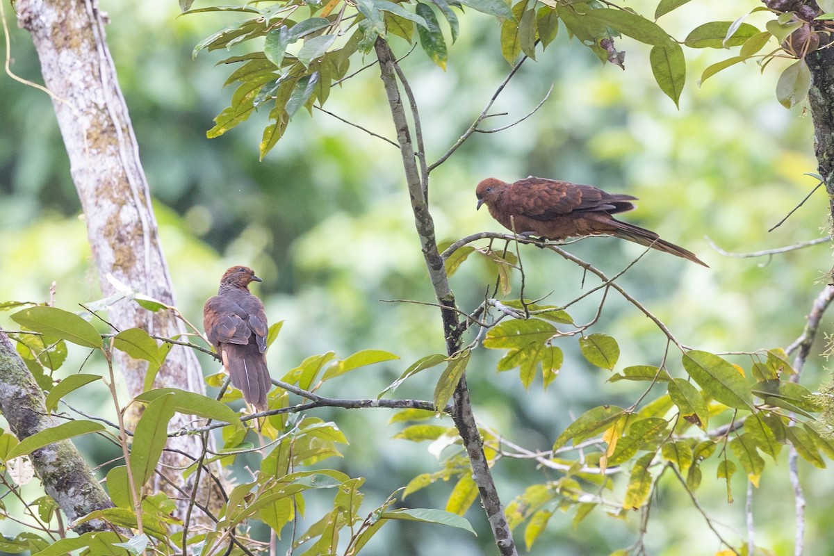 Little Cuckoo-Dove - ML638972631