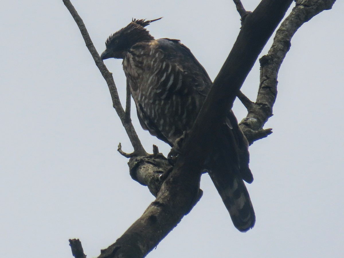 Legge's Hawk-Eagle - ML638972636