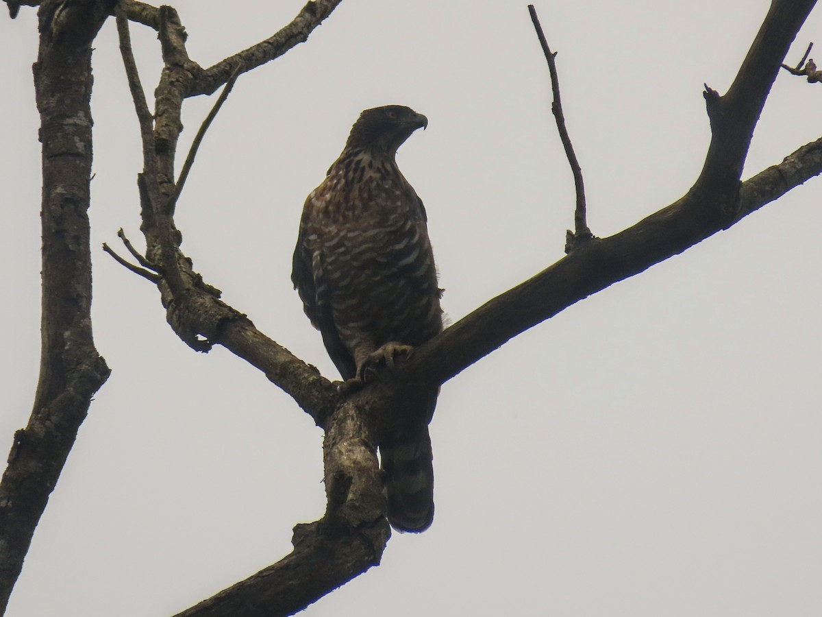 Legge's Hawk-Eagle - ML638972637