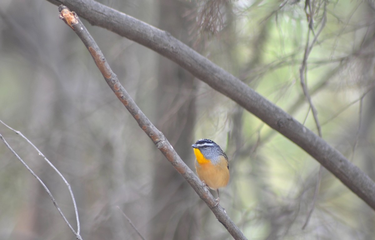 Spotted Pardalote - ML638972640