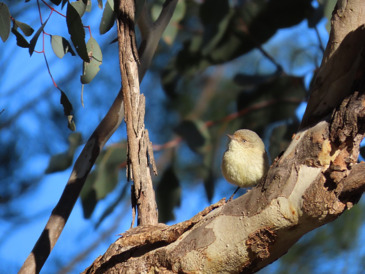 Buff-rumped Thornbill - ML638972659