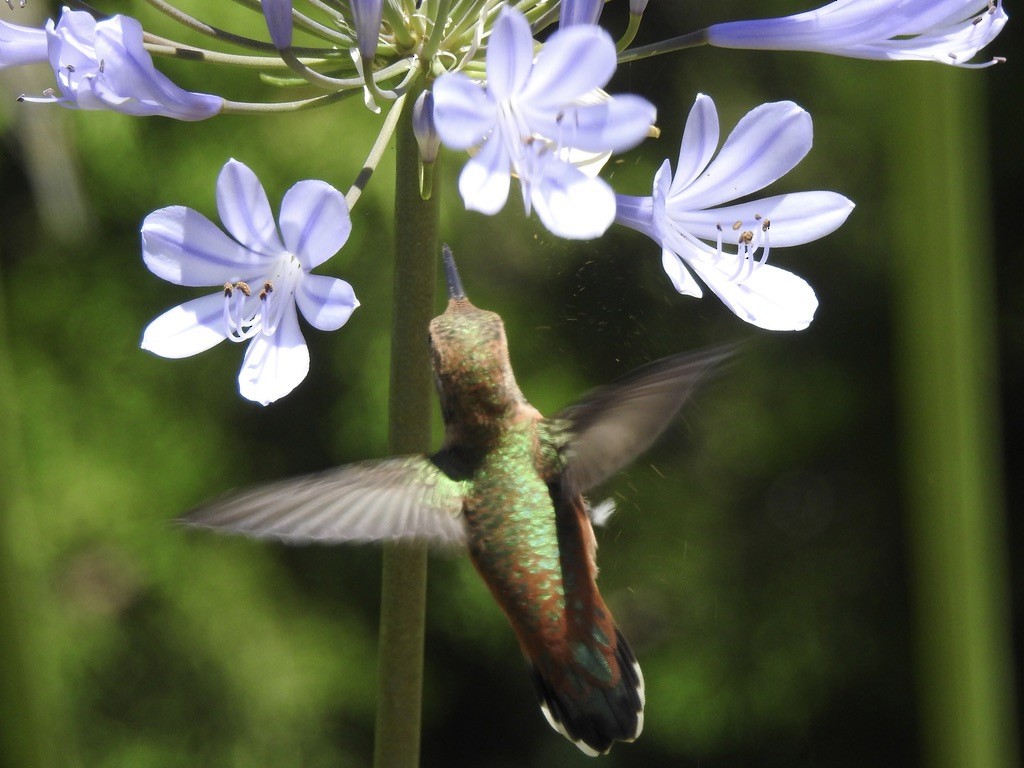 Rufous/Allen's Hummingbird - ML638972663