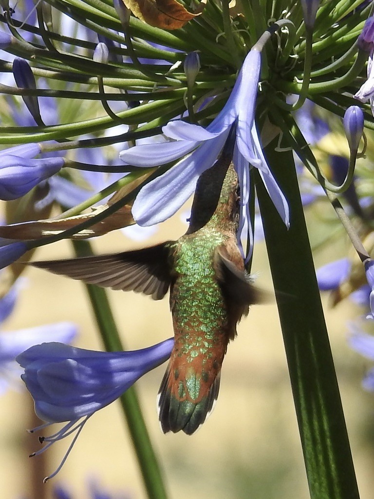 Rufous/Allen's Hummingbird - ML638972664