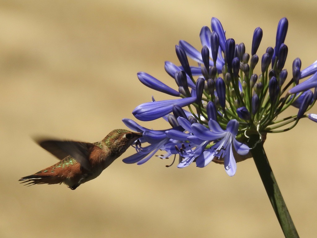 Rufous/Allen's Hummingbird - ML638972669