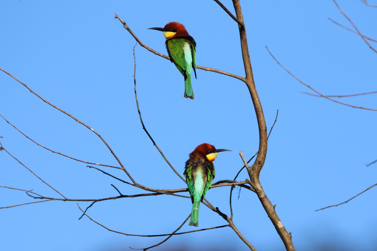 Chestnut-headed Bee-eater - ML638972670