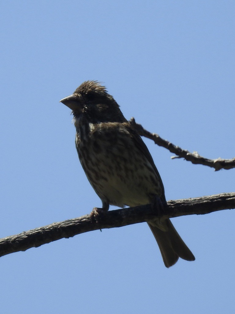 Purple Finch - ML638972674