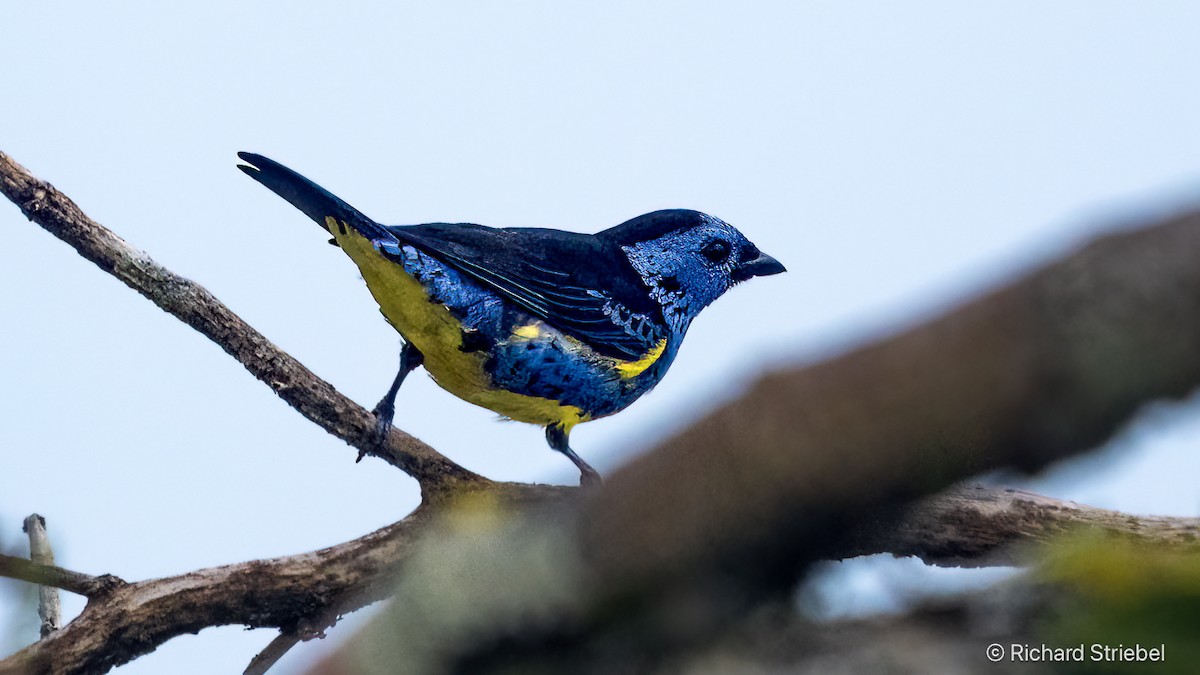 Turquoise Tanager - ML638972675
