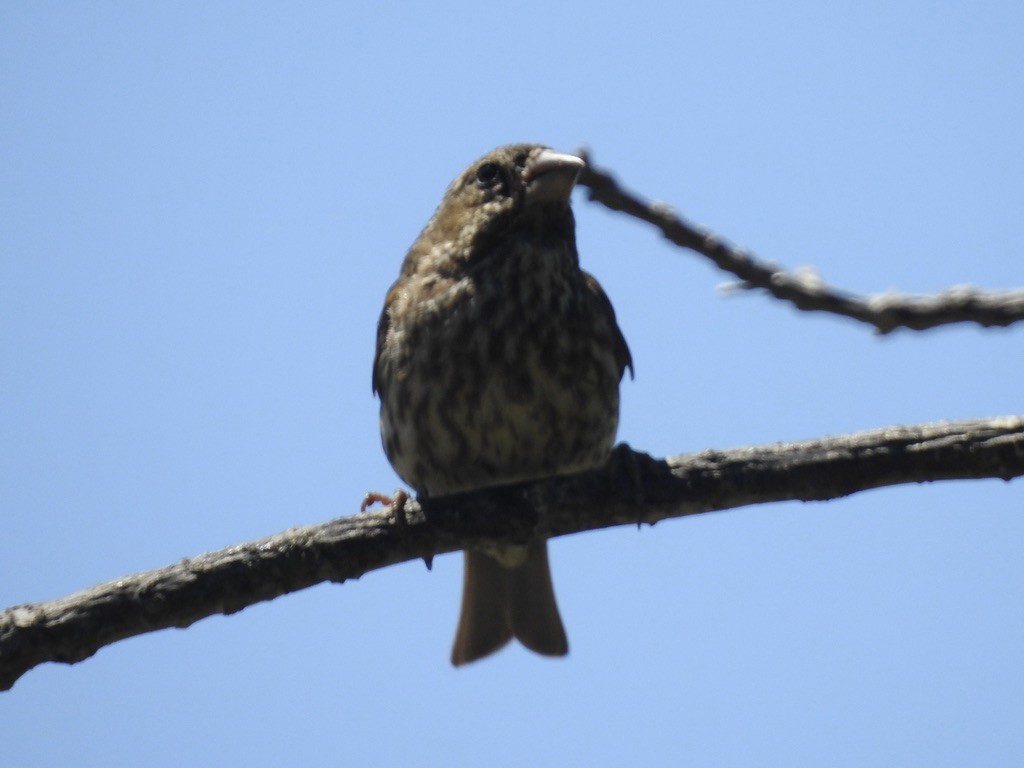 Purple Finch - ML638972678