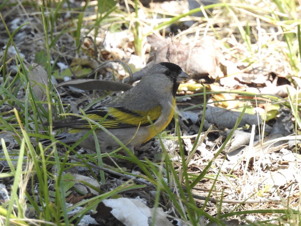 Lawrence's Goldfinch - ML638972687