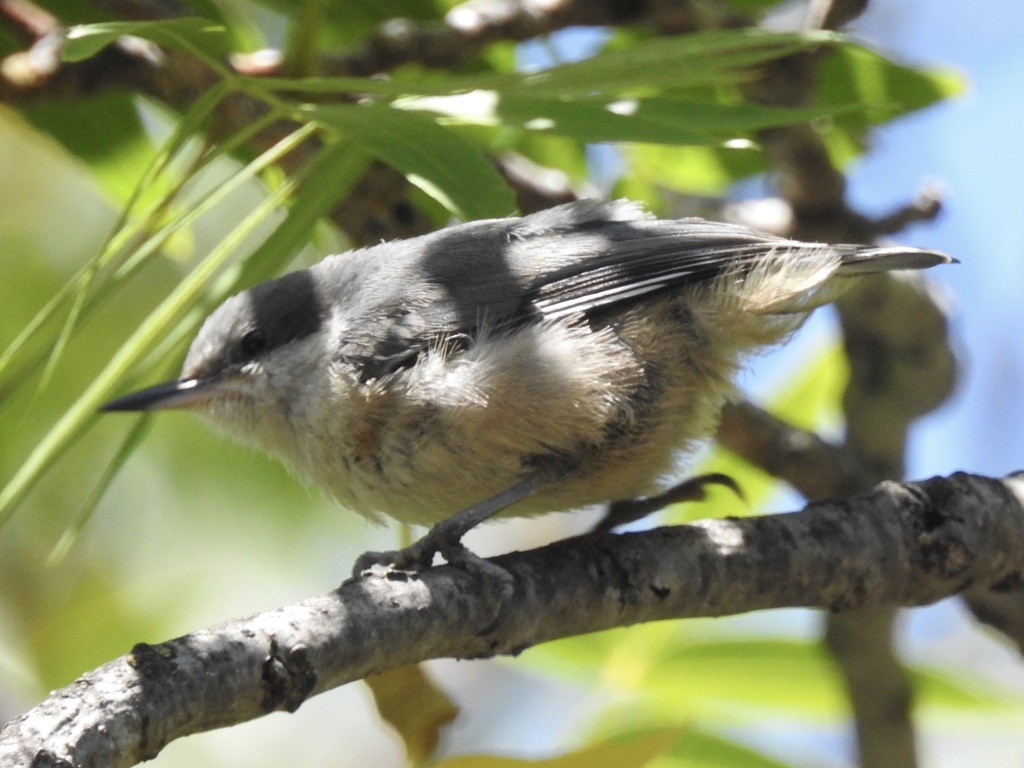 Pygmy Nuthatch - ML638972694