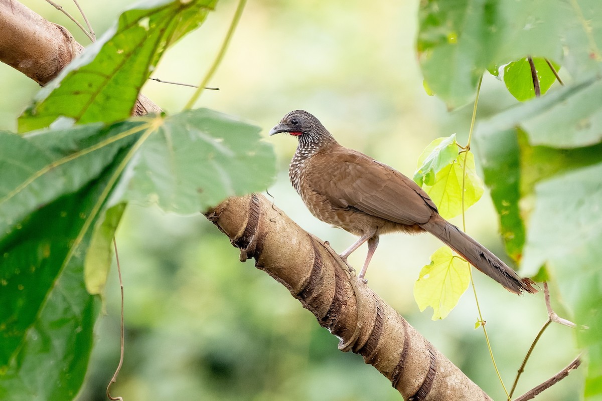 Speckled Chachalaca (Speckled) - ML638972778