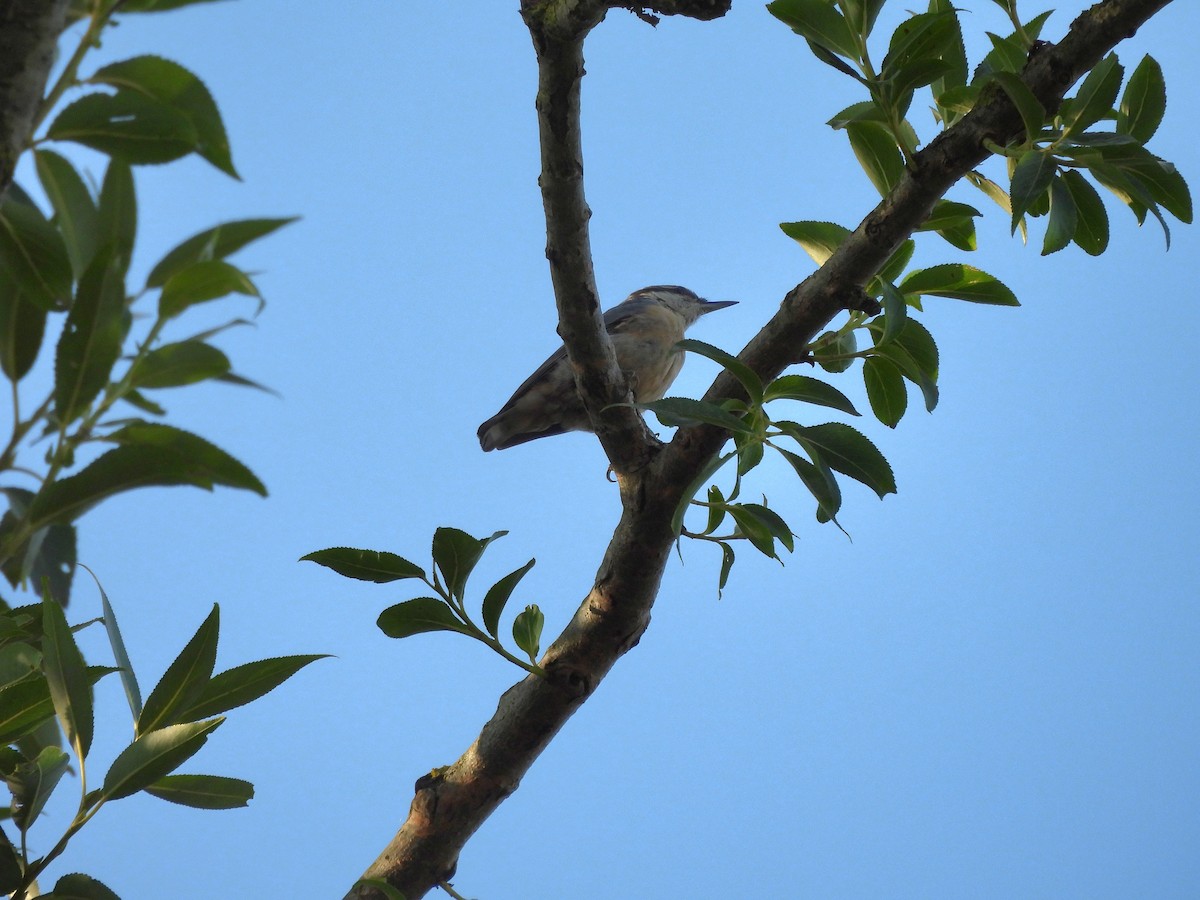 Eurasian Nuthatch - ML638972783