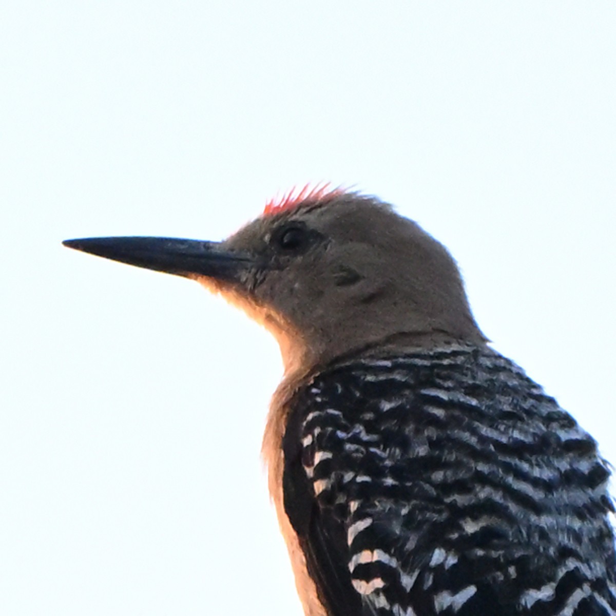 Gila Woodpecker - ML638972828