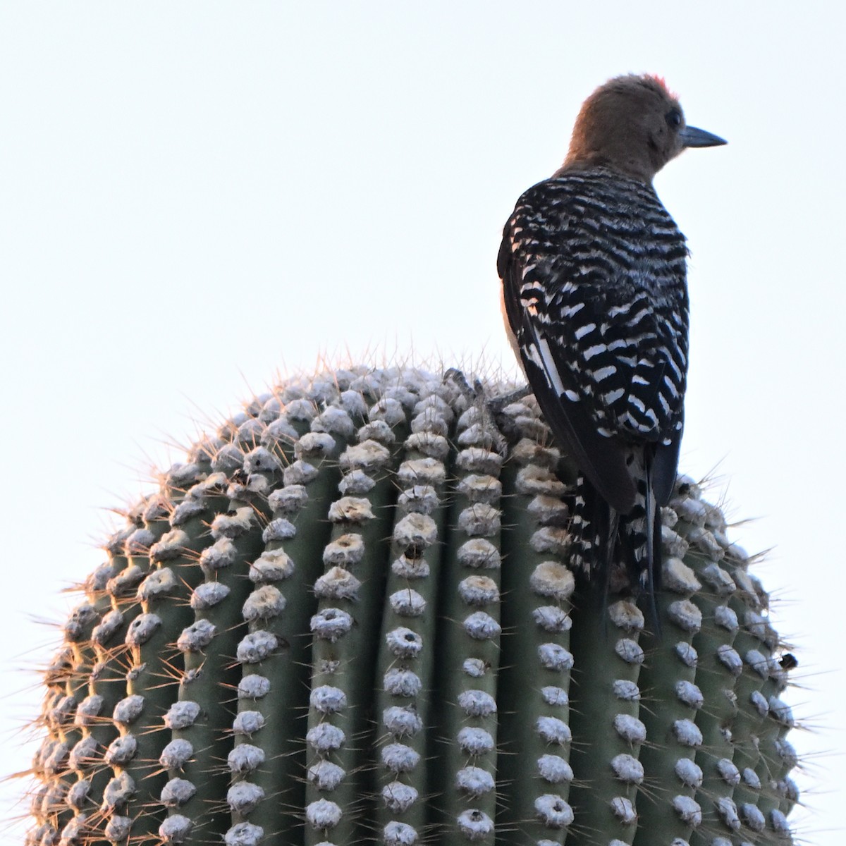 Gila Woodpecker - ML638972830