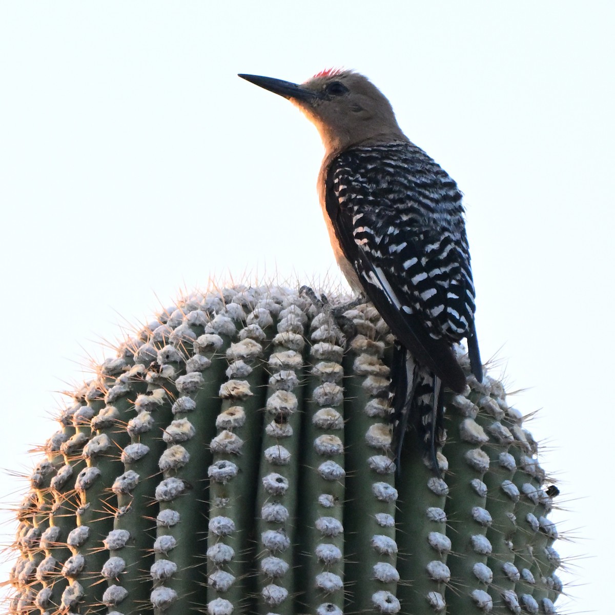 Gila Woodpecker - ML638972846