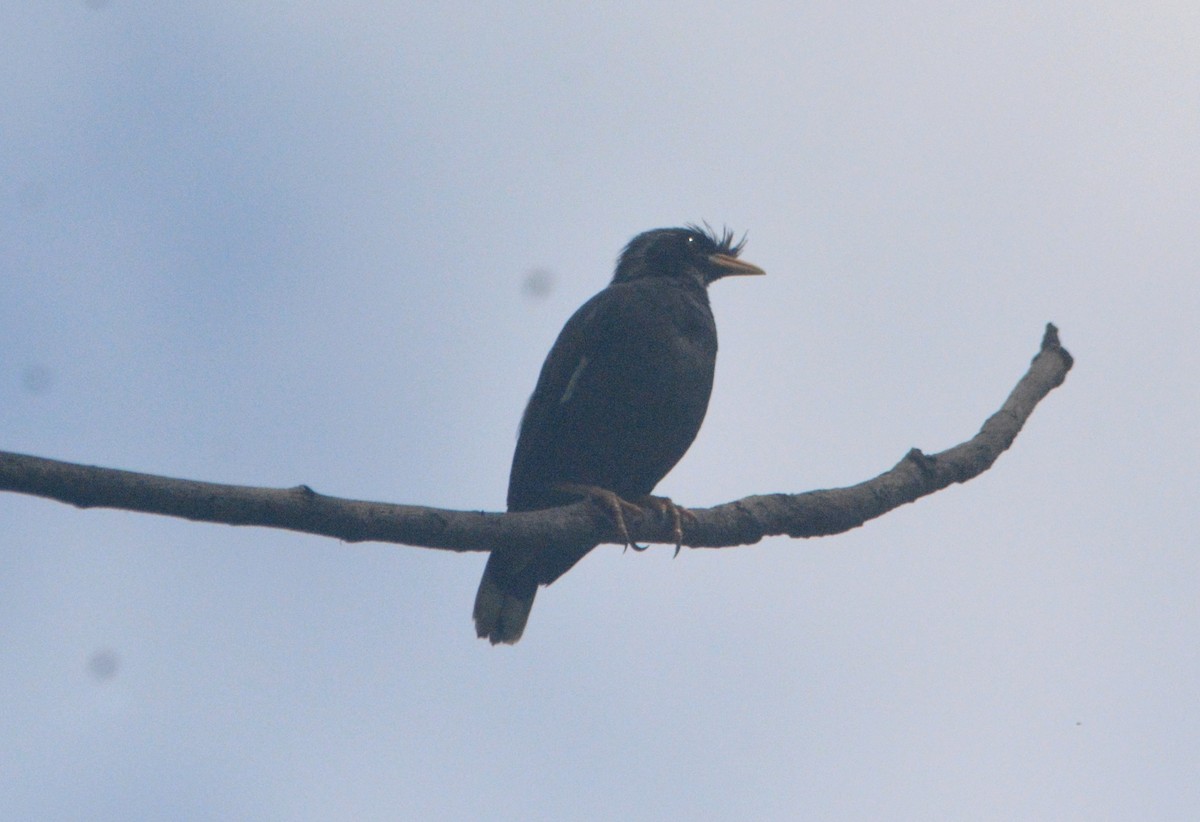 Great Myna - ML638972852