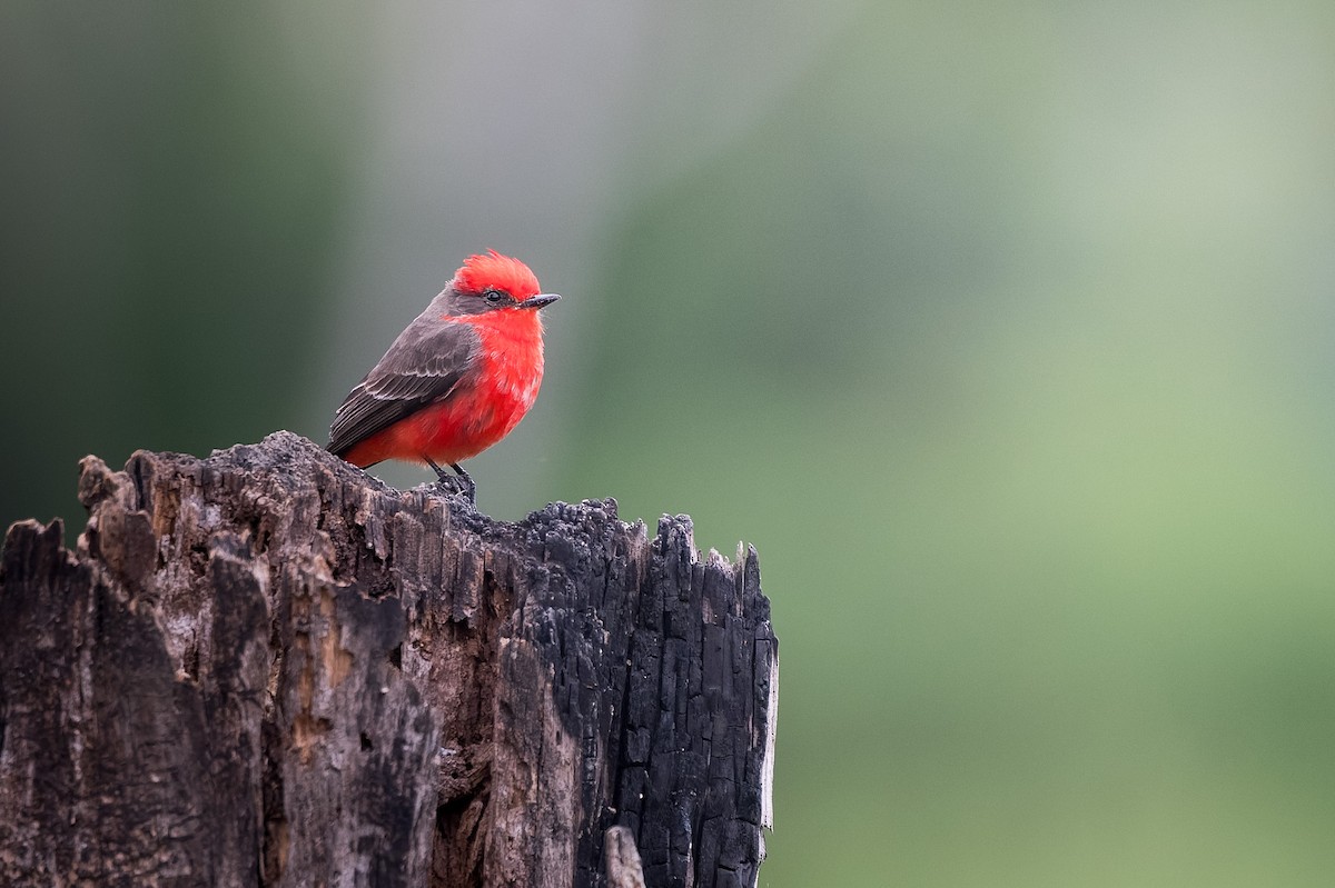 Vermilion Flycatcher (Austral) - ML638972877