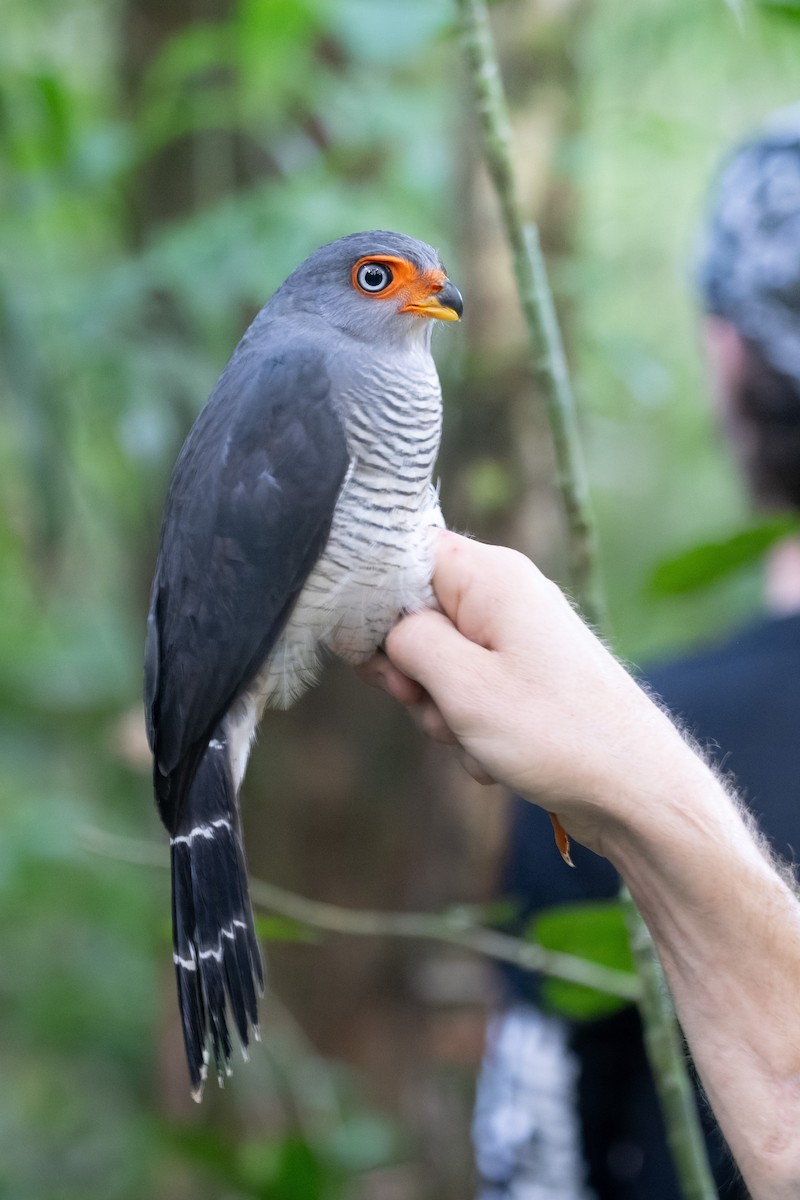 Lined Forest-Falcon - ML638972893