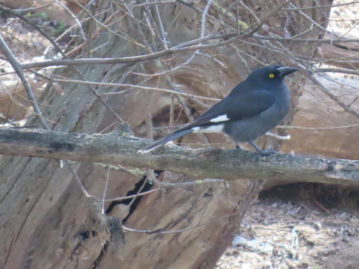 Pied Currawong - ML638972895