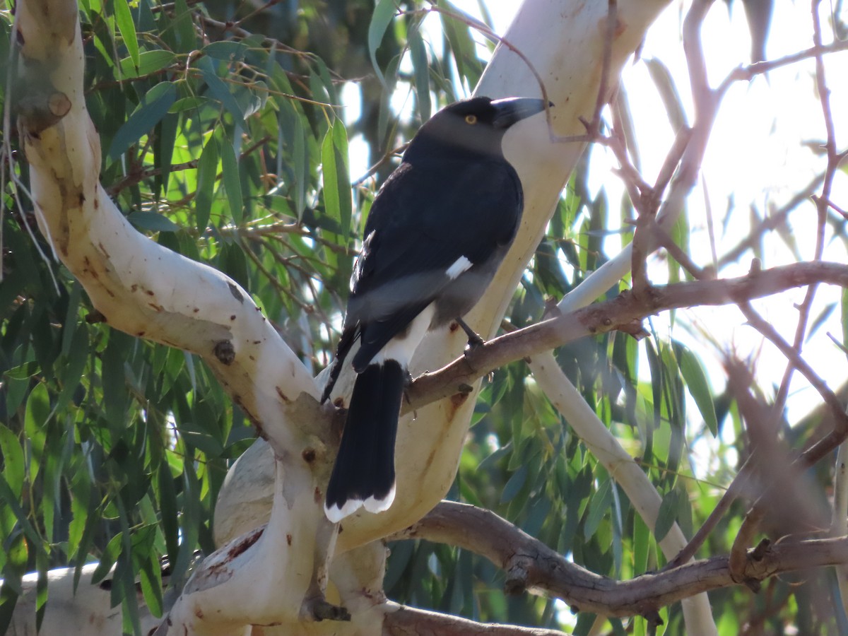 Pied Currawong - ML638972909