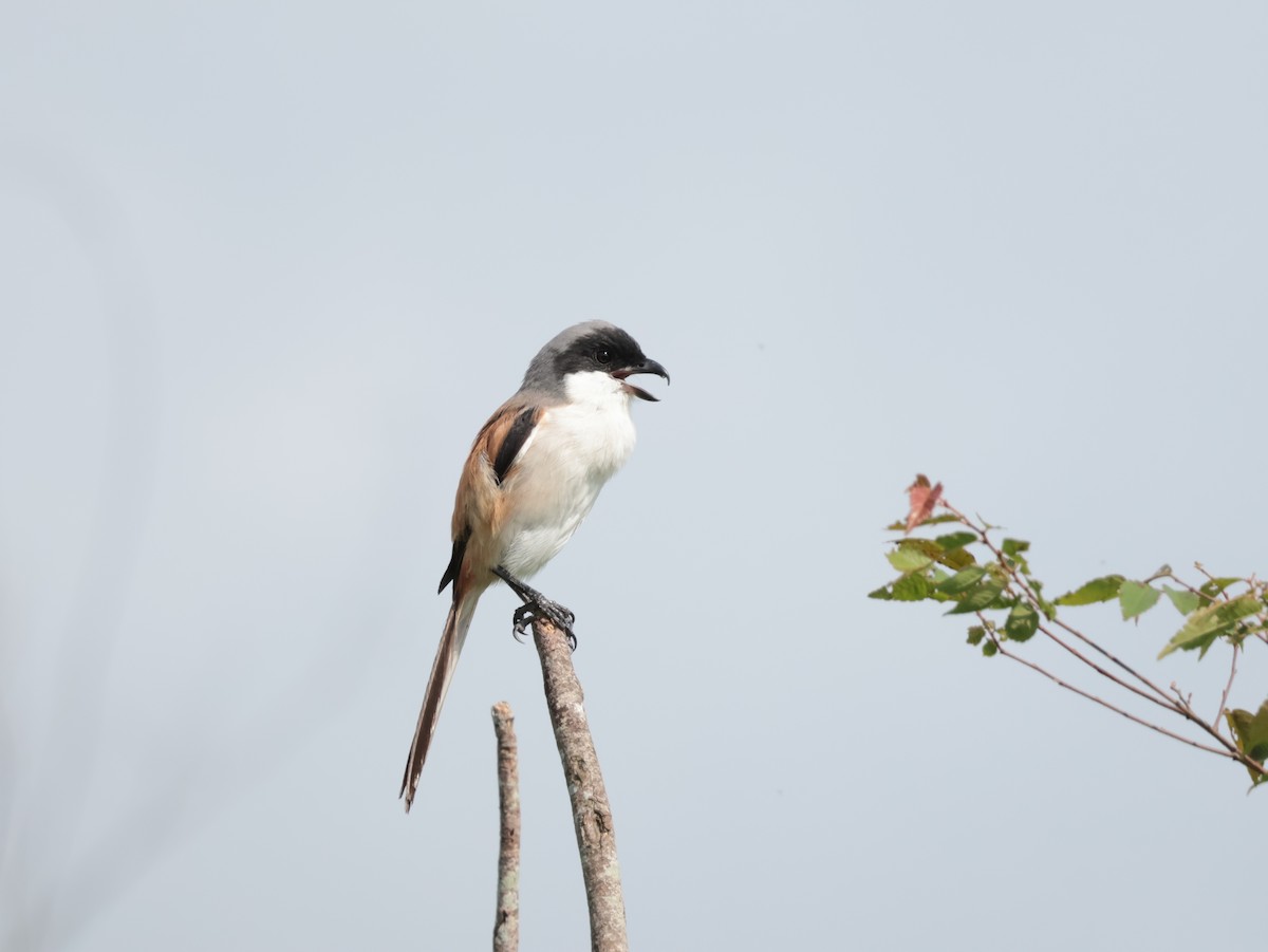 Long-tailed Shrike - ML638972920