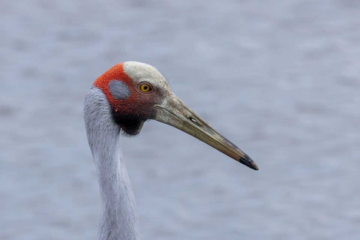 Brolga - ML638972930