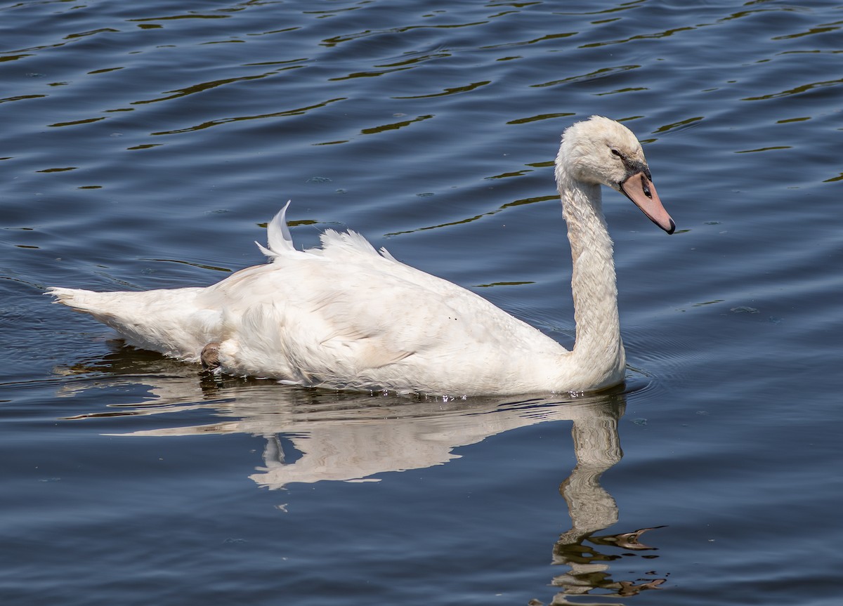Mute Swan - ML638972933
