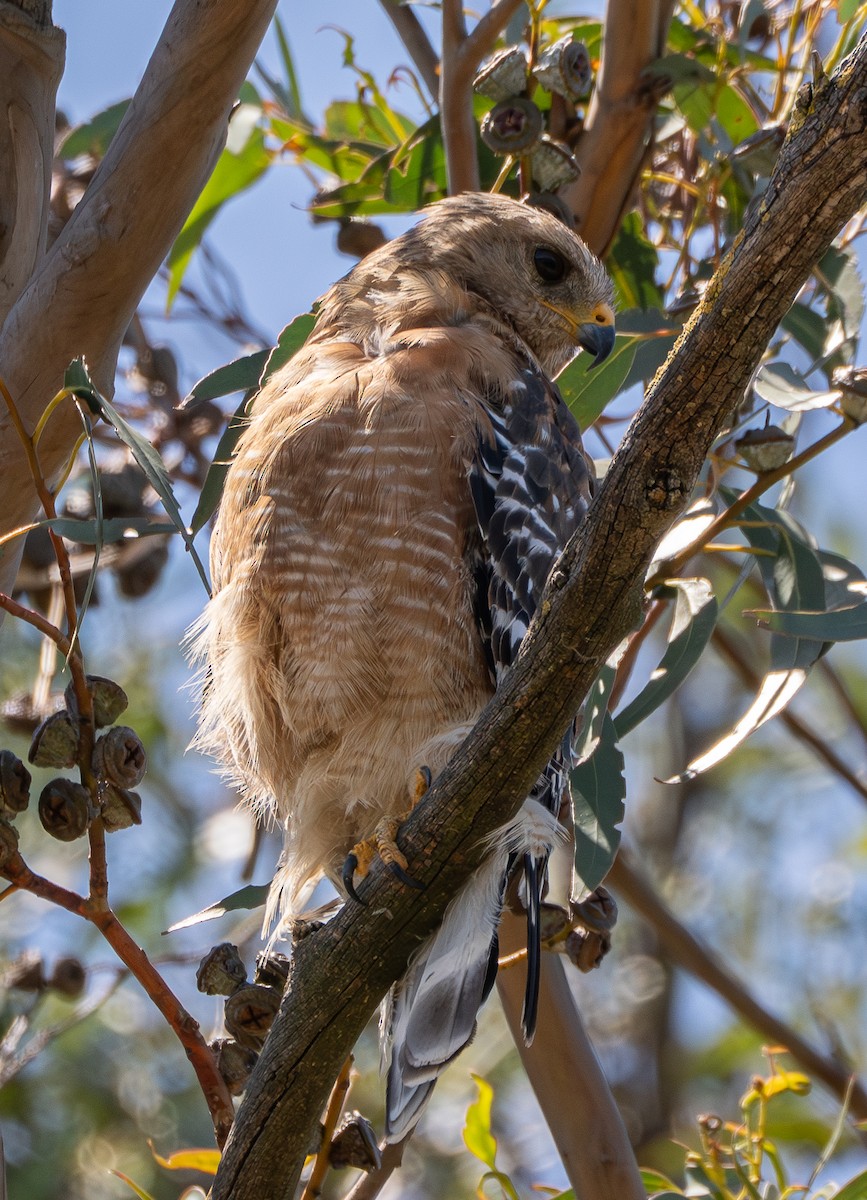 Red-shouldered Hawk - ML638972947