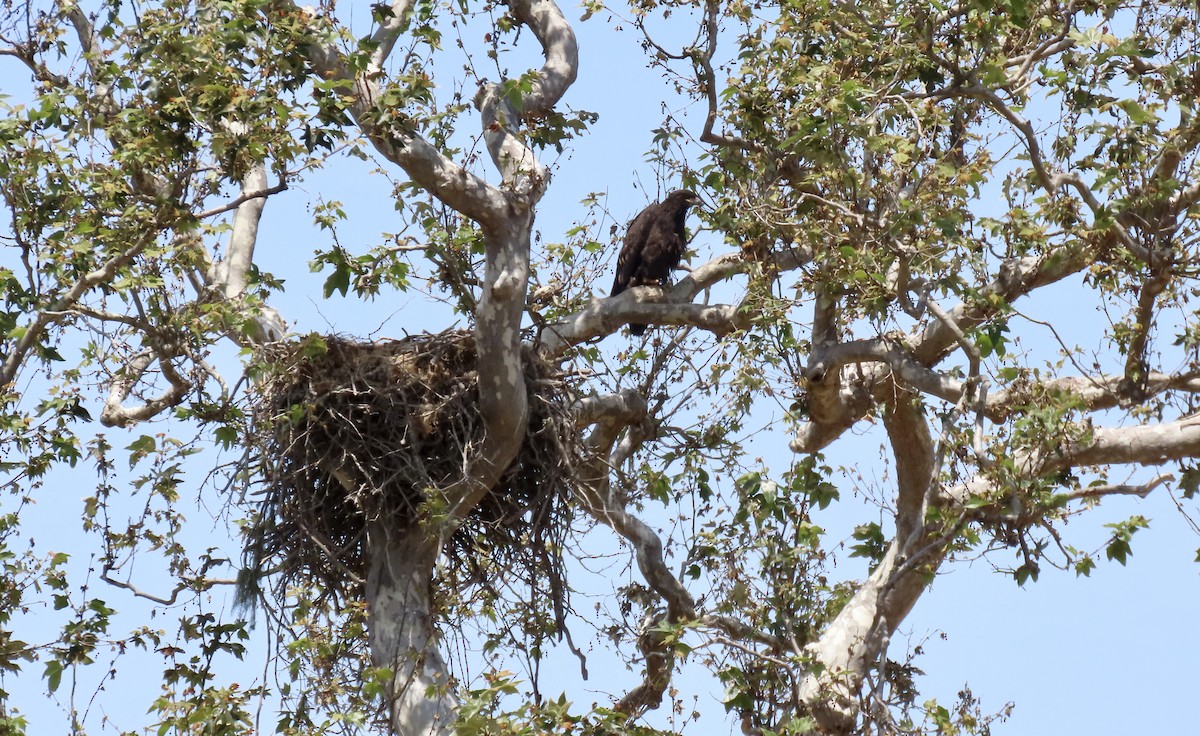 Bald Eagle - ML638972953