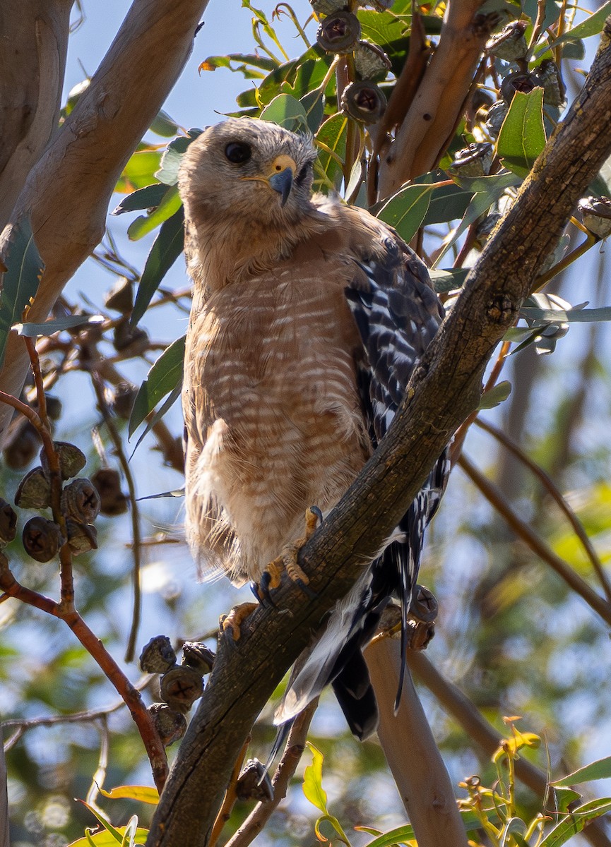 Red-shouldered Hawk - ML638972955