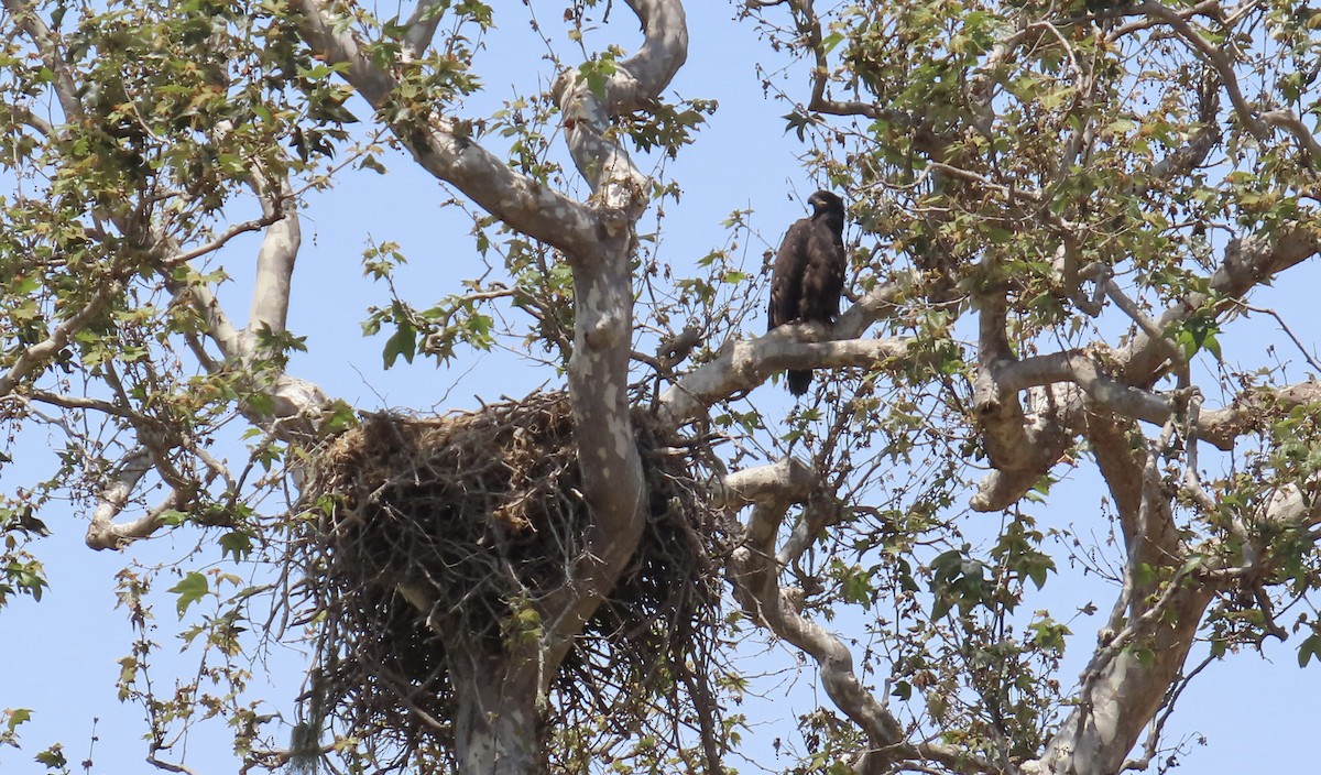 Bald Eagle - ML638972957