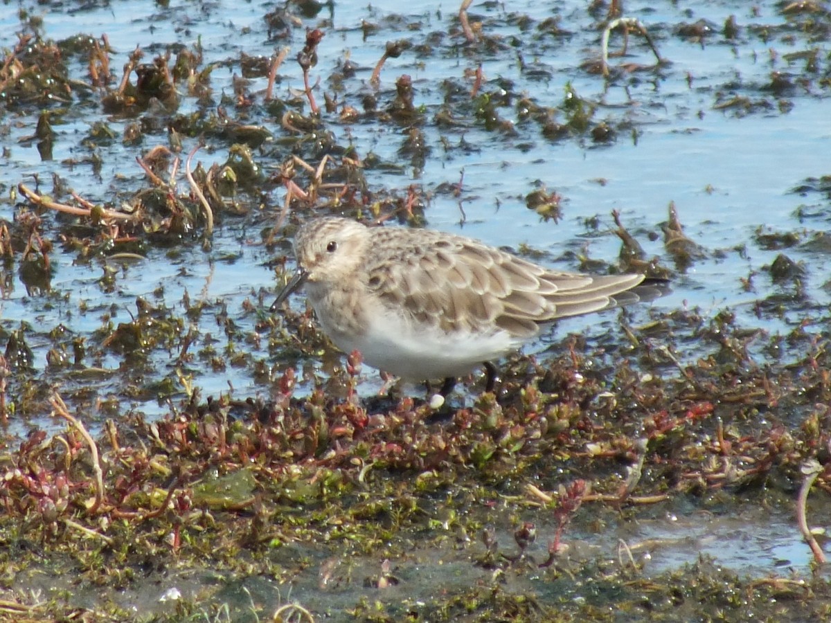Baird's Sandpiper - ML638972958