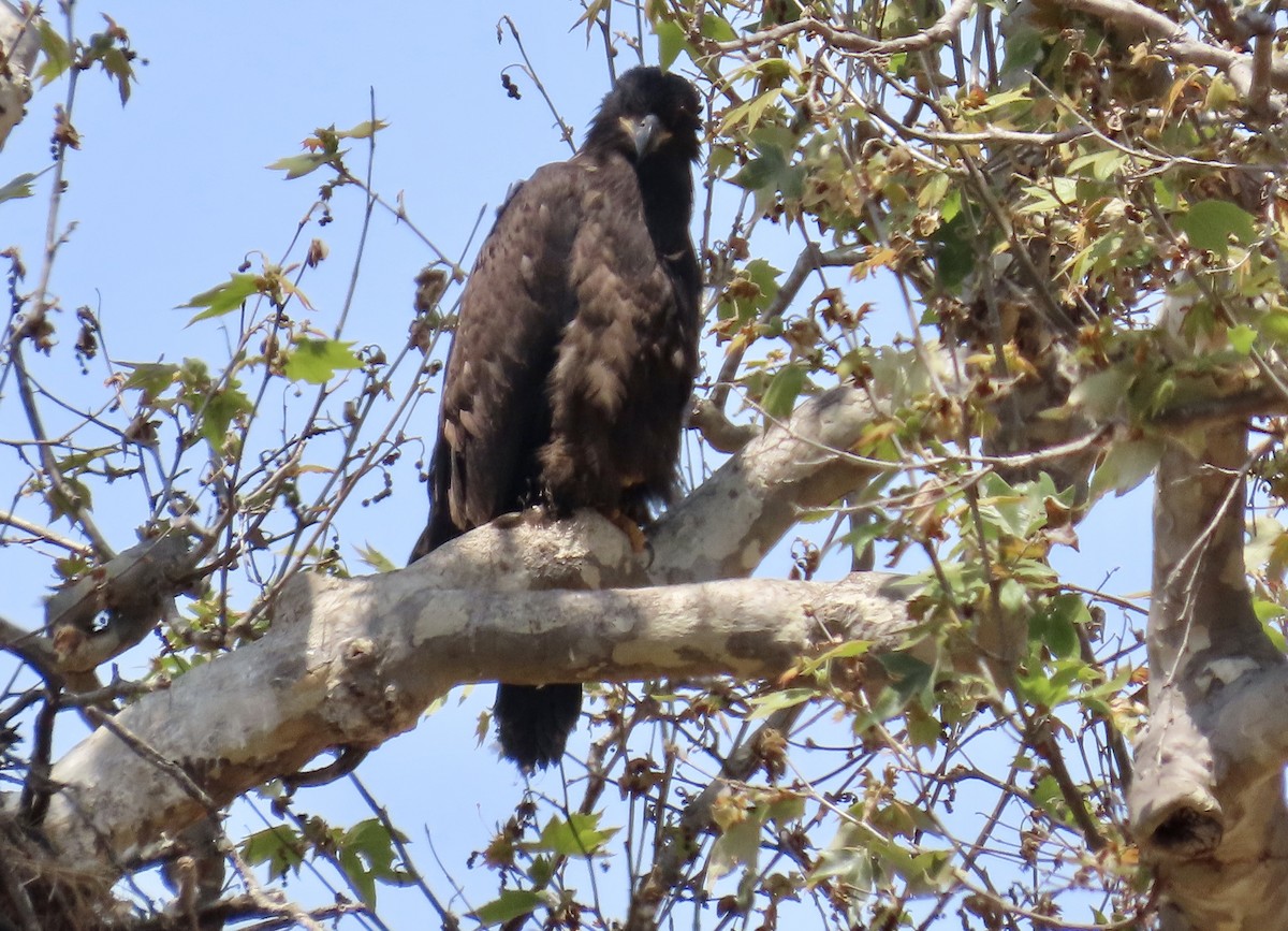 Bald Eagle - ML638972959